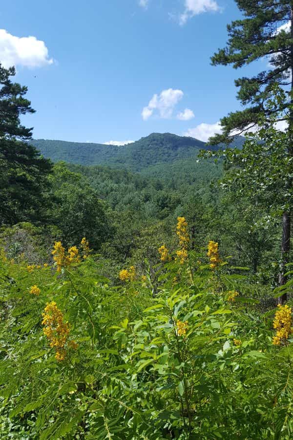 View of Arboretum